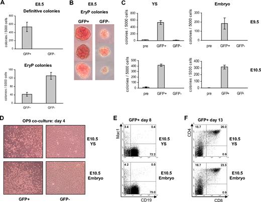Figure 4. Definitive hematopoietic potential is restricted to distal-GFP+ population. (A) Number of definitive (top) and primitive erythroid (EryP, bottom) colonies generated in methylcellulose by GFP+ and GFP− cells FACS sorted from E8.5 distal-GFP HET embryos. Error bars indicate SD of the mean (n = 3). (B) Pictures of EryP colonies generated from GFP+ and GFP− cells sorted from E8.5 embryos. (C) Number of colonies generated by distal-GFP+, distal-GFP−, and not sorted (pre) cells from E9.5 (top) and E10.5 (bottom) yolk sac (YS) and embryo proper (embryo). (D) Pictures of OP9 cocultures of distal-GFP+ and distal-GFP− cells sorted from E10.5 yolk sac (YS) and embryo proper (embryo), taken 4 days after the sort. (E) FACS analysis of Mac1 and CD19 expression in OP9 cocultures from distal-GFP+ cells taken 8 days after the sort. (F) FACS analysis of CD4 and CD8 expression in OP9-DL1 cocultures from distal-GFP+ cells, taken 13 days after the sort. Numbers indicate percentages of respective populations.