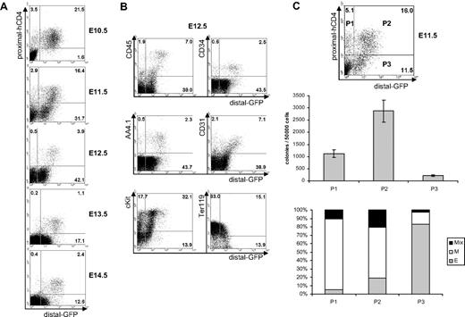 Figure 5. Expression of proximal-hCD4 and distal-GFP in fetal liver. (A) FACS analysis of proximal-hCD4 and distal-GFP expression in fetal livers isolated from embryos between E10.5 and E14.5. (B) FACS analysis of distal-GFP coexpression with CD45, CD34, AA4.1, CD31, c-Kit, and Ter119 in E12.5 fetal liver. (C top) FACS analysis of prox-hCD4 and distal-GFP expression in E11.5 fetal livers sorted into populations P1 to P3. (C middle) Number of colonies generated in methylcellulose by the FACS sorted populations P1 to P3. Error bars indicate standard deviation of the mean (n = 3). (C bottom) Contribution of erythroid (E), myeloid (M), and mixed (Mix) colonies to the total number of colonies scored for populations P1 to P3 in the colony-forming assay.