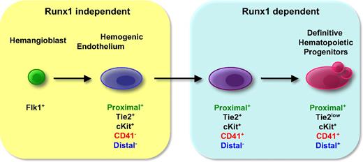 Figure 7. Transcriptional activities of proximal and distal Runx1 promoters during the progression from hemogenic endothelium to hematopoietic progenitors.
