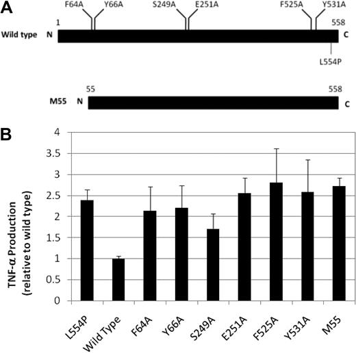 Figure 5. TNF-α overproduction in FA-C cells is not a secondary effect of hypersensitivity to cross-linking agents. (A) FANCC alanine substitutions are located in 3 highly conserved domains.2 M55 is a naturally occurring truncation mutant. All of the alanine mutants are known to fully complement FA-C cells in the MMC sensitivity test.2 (B) HSC536 cells were transduced with wild-type FANCC cDNA (bar 2), 2 naturally occurring FANCC mutant constructs (bar 1, L554P and bar 9, M55) and 6 engineered point mutant constructs. With the exception of the partially effective S249A mutant and the completely effective normal cDNA (“wild-type”), which normalized TNF production in FA-C cells, TNF-α levels remain high in all of the isogenic cells expressing the other alanine mutants and M55.