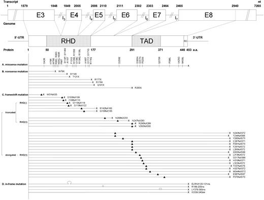 Figure 1. Patterns and locations of the 68 RUNX1 mutations, including 63 distinct and 5 insignificant mutations. Four kinds of mutations were demonstrated: missense mutations, nonsense mutations, frameshift mutations, and in-frame mutations. Three kinds of frameshift mutations are noted: truncated mutations with defective RHD, truncated mutations with intact RHD, and elongated mutations with intact RHD. The numbering of nucleotide of transcript is according to the mRNA sequence from GenBank42 accession number D43968 (AML1b); on the other hand, the numbering of amino acid of protein is according to the amino acid sequence from GenBank accession number Q01196. G42R, D317N, Q370R, V425G, and M439L are insignificant mutations. ▴ and | represent the sites of mutation; X, the site of the stop codon; Ω, the site of insertion; and (hyphenated line), the site of deletion. RD indicates repression domain; E, exon; I, intron; nt, nucleotide; UTR, untranslated region; and a.a., amino acid.