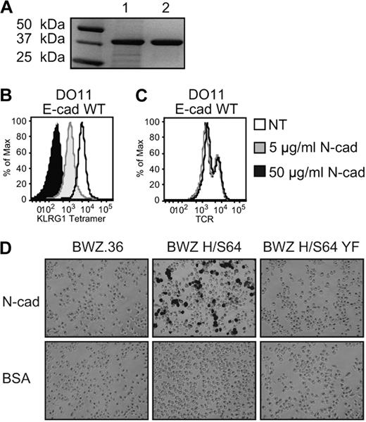 Figure 1. Functional recombinant N-cadherin domains 1 and 2 block KLRG1 binding to E-cadherin. (A) SDS-PAGE of recombinant N-cadherin. Extracellular domains 1 and 2 of N-cadherin were produced and purified by Ni2+ affinity chromatography. Lane 1: lysate; lane 2: purified N-cadherin. The protein bands were revealed using Gel Code Blue staining reagent (Coomassie). (B) KLRG1 tetramer and (C) anti-TCRβ mAb were first incubated 30 minutes with N-cadherin before incubation with DO11 E-cadherin WT cells. Cells were washed 3 times and analyzed by FACS. The results are representative of 5 independent experiments. (D) N-cadherin– or BSA-coated plates were incubated with parental or KLRG1 reporter cells. Fixed cells were washed and treated with X-Gal substrate and imaged at ×10 with an Olympus DP70. The results are representative of 3 independent experiments.