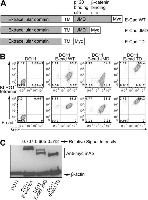 Figure 2. E-cadherin cell surface expression is modulated by its cytoplasmic domain. (A) Schematic representative of E-cadherin constructs. (B) Parental or the various E-cadherin transfectants as indicated were stained with KLRG1 tetramer or E-cadherin antibody and analyzed by FACS. Data are representative of at least 5 independent experiments. (C) Cell lysates were blotted for Myc and reprobed with β-actin. Data are representative of at least 4 independent experiments. Quantitation was performed as described in “Western blotting and quantitation.”