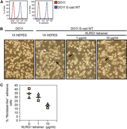 Figure 3. KLRG1 inhibits adhesive properties on E-cadherin-expressing cells. (A) Parental or WT E-cadherin cells were stained with KLRG1 tetramer or E-cadherin antibody and analyzed by FACS. (B) Approximately 7.5 × 104 parental or WT E-cadherin–transduced cells were either treated with KLRG1 tetramer at the indicated concentrations or left untreated (1× HEPES) for 24 hours at 37°C. Fibroblast-like adhesive properties were imaged at ×20 with an Olympus DP70. Black arrowheads show fibroblast-like cells, and white arrowheads depict round circular cells. Data are representative of 3 independent experiments performed in a double-blinded manner. (C) Quantitative analysis of the experiments described in panel B. Three fields were analyzed, and between 50 and 200 cells were counted per field.