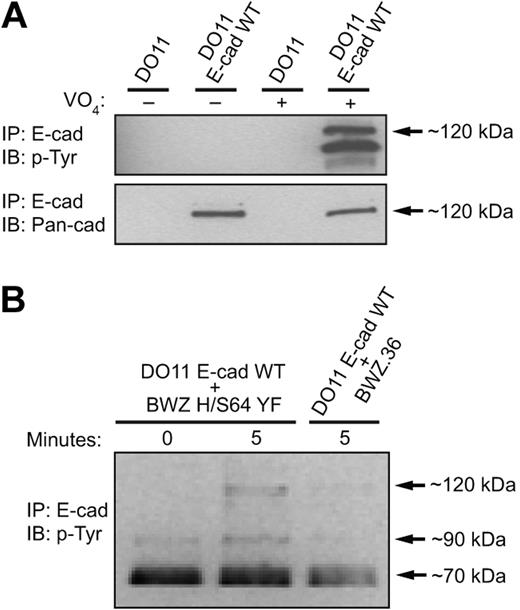 Figure 4. E-cadherin is tyrosine phosphorylated when bound to KLRG1.(A) Parental or WT E-cadherin–transduced cells were treated with pervanadate or left untreated and E-cadherin was immunoprecipitated from lysates. Immunoprecipitated proteins were analyzed by Western blot using the indicated mAbs. (B) E-cadherin transfectants were incubated at different time points with parental or KLRG1 chimeric receptor reporter cells. E-cadherin immunoprecipitated lysates were resolved by SDS-PAGE and transferred to nitrocellulose membrane for Western blot analysis with anti-pY mAb 4G10. The results are representative of at least 5 independent experiments.