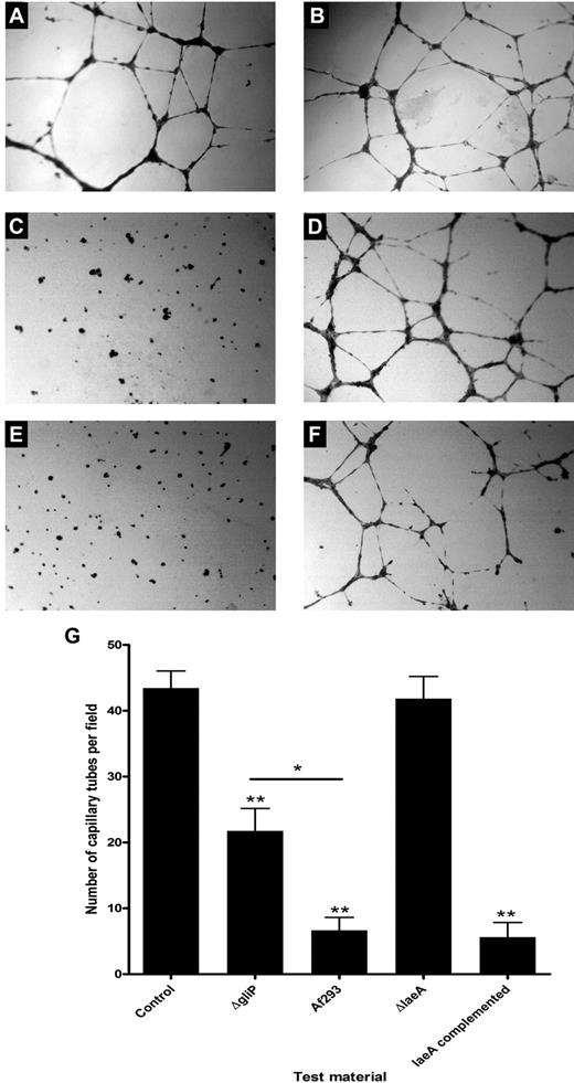 Figure 1. Effect of A fumigatus culture filtrates on HUVEC differentiation, migration, and capillary tube formation on Matrigel. Compared with control wells inoculated only with growth medium (A-B), differentiation and capillary network formation by HUVECs were significantly inhibited in wells inoculated with A fumigatus (Af293) culture filtrate (C). Capillary network formation was not affected by ΔlaeA culture filtrates (D), whereas complementation of the laeA defect restored the inhibitory activity of A fumigatus culture filtrates against HUVEC function (E). ΔgliP exhibited incomplete inhibitory activity against HUVECs (F-G), suggesting that gliotoxin is one of several secondary metabolites that mediate the antiangiogenic effects of A fumigatus culture filtrates. *P < .01; **P < .001. Except where indicated otherwise, P values refer to the comparison with control wells.
