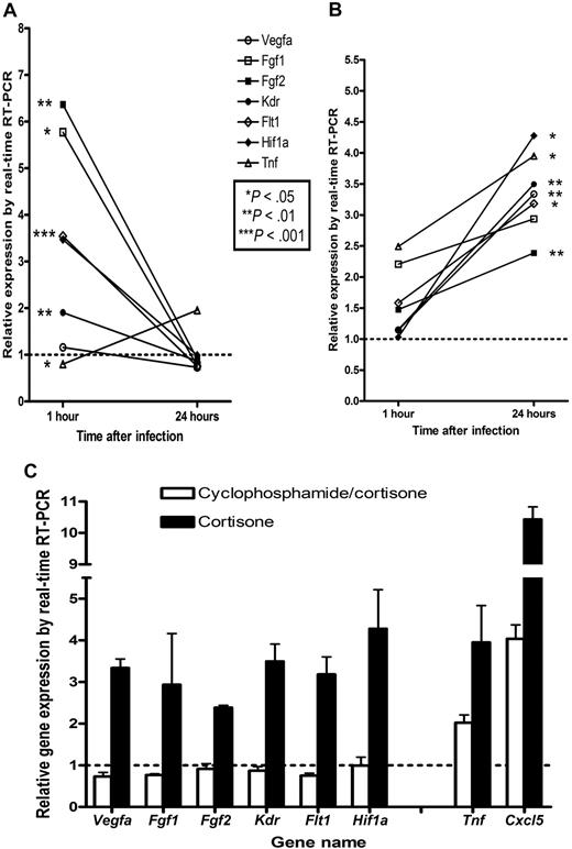 Figure 4. Angiogenesis-related gene expression during the first 24 hours of invasive aspergillosis in the lungs of BALB/c mice with different modes of immunosuppression. Gene expression in the lungs of mice immunosuppressed with (A) cyclophosphamide and cortisone acetate or (B) cortisone acetate alone was assessed using real-time quantitative PCR. Although expression of TNF-α was increased in both groups, the expression of genes encoding VEGF-A and bFGF, proangiogenic mediators whose expression is regulated by TNF-α, increased over time only in mice treated with cortisone acetate alone. In cyclophosphamide- and cortisone acetate–treated mice, expression of VEGF-R1, VEGF-R2, aFGF, and bFGF decreased significantly over time. (C) Gene expression in both groups 24 hours after infection, emphasizing the dissociation between proinflammatory cytokine and proangiogenic mediator gene expression in cyclophosphamide-treated mice. Gene names and their respective encoded proteins are as follows: Vegfa, vascular endothelial growth factor A; Fgf1, aFGF; Fgf2, bFGF; Flt1, FMS-related tyrosine kinase 1 (VEGF-R1); Kdr, kinase insert domain protein receptor (VEGF-R2); Hif1a, hypoxia-inducible factor-1α; Tnf, tumor necrosis factor α; and Cxcl5, chemokine (C-X-C motif) ligand 5.