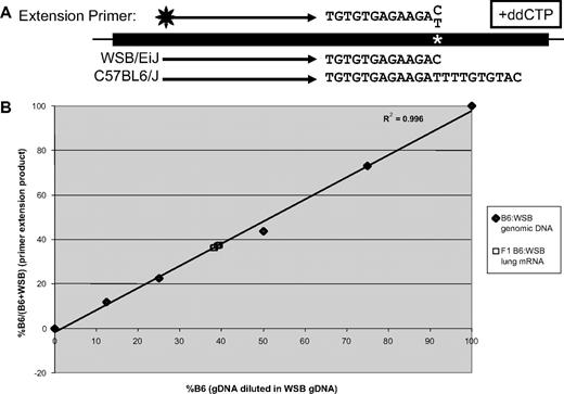 Figure 5. Allele-specific expression analysis of Vwf in (B6 × WSB) F1 mice. Adult lung cDNA was prepared from F1 mice (n = 3 males and 3 females). Polymerase chain reaction was performed with exonic primers flanking a T/C SNP, followed by primer extension with a fluorescently labeled primer and dATP, dGTP, dTTP, and ddCTP, which results in differentially sized products in each strain (A). Fluorescent primer extension products were separated, quantitated, and compared with genomic standards (B). B6 and WSB genomic DNA were mixed in various proportions to produce the standard curve. Results are expressed as a percentage of B6 transcripts from total transcripts. Linear regression was performed with Microsoft Excel.