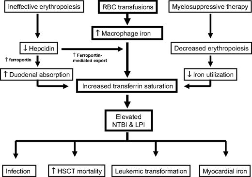 Figure 1. Pathophysiology of iron overload in myelodysplastic syndrome. The major cause of iron overload in MDS is the use of red cell transfusions for anemia. This leads to accumulation of macrophage iron and its subsequent export into plasma mediated by the iron export protein ferroportin on the macrophage membrane. When the capacity of plasma transferrin to bind iron is exceeded, non–transferrin-bound iron (NTBI) and its redox-active, cell-penetrating component, labile plasma iron (LPI) appear. The deleterious effects of iron overload in MDS appear to be mediated mainly by NTBI/LPI and include increased infection risk, increased mortality after hematopoietic stem cell transplantation (HSCT), accelerated transformation to acute leukemia, and damage to myocardium and other target organs. Other features unique to iron metabolism in MDS include ineffective erythropoiesis of varying degrees as well as decreased iron use by the bone marrow in patients with suppressed erythropoiesis or those undergoing myeloablation for HSCT, both of which increase transferrin saturation and NTBI. Hepcidin is a negative regulator of ferroportin expression on the macrophage and duodenal enterocyte and its suppression consequent to ineffective erythropoiesis leads to increased export of macrophage iron into plasma as well as increased absorption of iron from the gut.