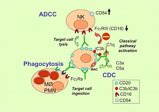 Illustration of immune-mediated mechanism of action of rituximab and inhibition of ADCC by complement fragments deposited on the antibody. Increased CD54 and decreased CD16 expression are used as surrogate markers of ADCC.