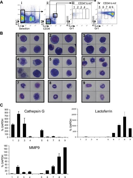 Figure 1. Definition of the myeloid subsets in bone marrow of wild-type FVB/N mice. (Ai) Cells expressing Sca1, CD45/B220, CD19, CD8, and CD4 were depleted with antibodies. Expression of CD34 and c-kit defined 2 populations (Aii). Each of these 2 populations (CD34+/c-kit+ and CD34−/c-kit−) was sorted according to expression of Gr1 and FcγRIII/II and divided into 4 subpopulations (1-4; Aiii) for cells isolated from the CD34+/c-kit+ fraction and 5 subpopulations (5-9) for cells isolated from the CD34−/c-kit− fraction (Aiv). (B) Sorted cells from CD34+/ckit+ exhibit the morphology of myeloblasts to promyelocytes (subpopulation 1-4), whereas sorted cells from CD34−/c-kit− exhibit the morphology of increasingly mature myeloid cells from metamyelocytes to mature “band cells.” Sorted cells were subjected to Wright-Giemsa staining, and pictures were acquired at an original magnification ×100 with oil. Numbers in each panel represent the 9 fractions shown in Aiii and iv. (C) Expression of cathepsin G (a primary granule gene), lactoferrin (a secondary granule gene), and MMP9 (a tertiary granule gene) in CD34+/ckit+ and CD34−/c-kit− sorted cells demonstrate a pattern of granule gene expression correlating with their morphology. Gene expression was assessed by quantitative real-time PCR and normalized to GAPDH levels. Numbers on the x-axis represent the 9 fractions shown in panels Aiii and iv.