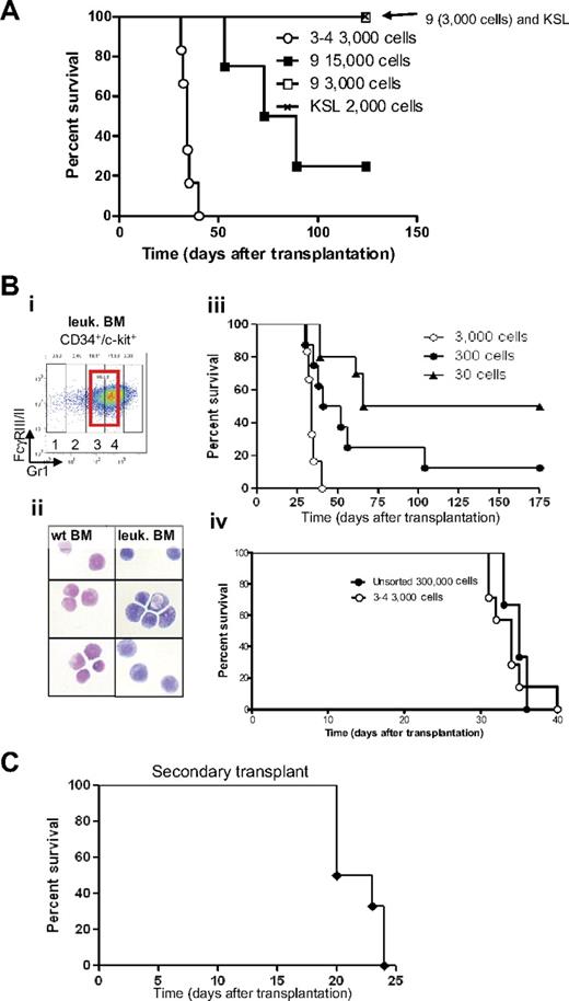 Figure 3. Identification of the APL-initiating cells. (A) Kaplan-Meier survival curve of sublethally irradiated mice transplanted with different sorted cell populations isolated from leukemic bone marrow. Injections of sorted cells from subpopulations 3 and 4 (3000 cells) and subpopulation 9 (3000 and 15 000 cells) and 2000 KSL (2000 cells, c-kit+, Sca1+, lineage−) isolated from leukemic bone marrow were injected into sublethally irradiated mice. Cells isolated from subpopulations 3 and 4 were able to generate leukemia with a latency of 38 days (○, n = 8). Mice injected with a high concentration of subpopulation 9 (15 000 cells, ■, n = 4) developed leukemia with incomplete penetrance, whereas none of the mice injected with 3000 cells from subpopulation 9 (□, n = 6) or KSL (crosshatched line, n = 6) developed leukemia. (B) Cells accumulating in leukemic bone marrow and their counterparts isolated from wild-type bone marrow were sorted (subpopulations 3 and 4; Bi; red bold rectangle in CD34+/c-kit+ fraction) and stained (Bii) with Wright-Giemsa (original magnification ×100). (Biii) As few as 30 cells accumulating from populations 3 and 4 initiate leukemia in sublethally irradiated recipient mice. Decreasing amounts of cells were injected into sublethally irradiated recipient mice (3000 cells, ○, n = 6; 300 cells, ●, n = 8: and 30 cells, ▲, n = 10). (Biv) Injection of cells accumulating in leukemic bone marrow (subpopulations 3 and 4) results in a 100-fold enrichment of LICs compared with injection of unsorted cells (○, injection of 3000 sorted cells, n = 6, compare with ●, injection of 300 000 unsorted leukemic bone marrow cells, n = 3). (C) Kaplan-Meier survival curve of mice after secondary transplantation. Thirty sorted LICs from subpopulations 3 and 4 (CD34+, c-kit+, FcγRIII/II+, Gr1int) were used in the primary transplantation. Subsequently, 2.5 × 105 to 5 × 106 unfractionated leukemic spleen cells were isolated from a moribund primary leukemic mouse and transplanted into sublethally irradiated secondary recipients (n = 6), which subsequently developed a secondary leukemia.