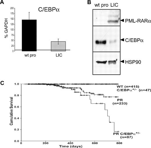 Figure 4. C/EBPα is down-regulated in APL-initiating cells, and its haploinsufficiency increases APL penetrance. (A) Comparison of C/EBPα RNA expression in APL-initiating cells (LICs) and their phenotypic counterpart (wild-type promyelocytes, wt pro) isolated from a wild-type bone marrow (fractions 3 and 4, Figure 2Biii) by quantitative real-time PCR normalized to GAPDH levels (representative of 3 independent experiments, P < .003, a 3-fold decrease for C/EBPα RNA levels). (B) Western blot analysis of C/EBPα protein (middle panel) in CD34+, c-kit+, FcγRIII/II+, Gr1int cells isolated from wild-type (wt) and APL-initiating cells (LICs; proteins extracted from 20 000 cells were loaded on each lane). Cells isolated from leukemic mice expressed the fusion protein PML-RARα (top panel). Loading was assessed with an antibody against HSP90 (bottom panel). (C) Kaplan-Meier analysis for leukemia-free survival in wild-type (crossed line), C/EBPα+/− (crossed line), hCathepsinG PML-RARα (PR, hatched line), and C/EBPα+/− x hCathepsinG PML-RARα mice (PR C/EBPα+/−, ▵). The cumulative survival was plotted with respect to time in days. The cumulative probability of death resulting from APL was significantly higher in hCathepsinG PML-RARα C/EBPα+/− compared with hCathepsinG PML-RARα animals (P = .02).