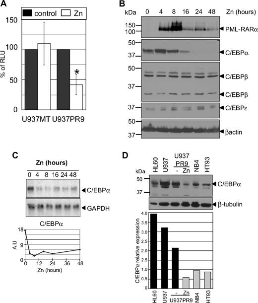 Figure 5. PML-RARα induces a decrease of C/EBP activity as a result of decreased RNA and protein expression. (A) C/EBPα activity in myeloid cells with and without expression of PML-RARα. U937PR9 cells and U937 cells stably transfected with the empty vector (U937MT) or a vector expressing PML-RARα (U937PR9) were pretreated 16 hours with 100μM Zn2+SO4 (Zn) to induce PML-RARα expression. Then,15 million cells were electroporated with a vector driving expression of luciferase cloned in front of 4 C/EBP sites from the G-CSF receptor promoter25 together with a CMV-Renilla vector driving expression of Renilla luciferase.26 Cells were lysed 7 hours after electroporation. Firefly luciferase activity was normalized to Renilla luciferase activity (RLU). *P < .001. (B) Western blot analysis demonstrates a selective decrease in C/EBPα protein after induction of PML-RARα. U937PR9 cells were treated with 100μM Zn2+SO4 (Zn) for the indicated time. Cells were lysed at the indicated time in radioimmunoprecipitation assay buffer and separated onto 10% acrylamide-bis acrylamide gel. After transfer onto a PVDF membrane, the immmunoblot was incubated with an anti-RARα antibody and anti-C/EBPα, β, and ϵ antibodies. Loading control was assessed with an antibody against β-actin. (C) C/EBPα RNA decreases over several days after induction of PML-RARα. Northern blot of U937PR9 cell treated with 100μM Zn2+SO4 (Zn). Cells were collected at the indicated times. A total of 8 μg of RNA were electrophoresed and transferred onto a nylon filter. The filter was hybridized with a probe staining C/EBPα mRNA (top panel). GAPDH (bottom panel) was used to assess the equal loading of each sample. Signals were quantified using densitometric analysis of PhosphorImager data. The amount of C/EBPα mRNA was normalized to GAPDH expression and plotted over time according to arbitrary units (A.U.; ratio C/EBPα to GAPDH RNA). (D) C/EBPα protein expression is decreased in human myeloid cells expressing PML-RARα. C/EBPα protein was detected by Western blot analysis (top panel) in myeloid cell lines, which did not express PML-RARα (HL60, U937, and U937PR9 without zinc) and do express PML-RARα (U937PR9 + zinc, NB4, and HT93). Loading was assessed with an antibody against β-tubulin (bottom panel). The expression of C/EBPα was quantified using the ImageJ program (http://rsb.info.nih.gov/ij/) and normalized to the expression of β-tubulin, and plotted on the bar graph below the blot. Relative expression of C/EBPα (C/EBPα expression divided by β-tubulin expression) is represented with black bars for the cell lines that do not express PML-RARα (HL60, U937, and U937PR9 without zinc) and gray bars for the cell lines that do express PML-RARα (U937PR9 + zinc, NB4, and HT93).