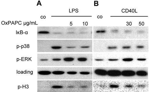 Figure 7. Differential inhibition of LPS-induced signaling events by OxPAPC. DCs were stimulated for 15 minutes with LPS (A) or CD40L (B) with or without 20 minutes of pretreatment with the indicated amounts of OxPAPC, harvested, and analyzed by Western blot for IκB-α, phosphorylated p38 MAP-kinase, and phosphorylated ERK1/2 and phosphorylated histone H3 (serine 10). Results are representative of 3 independent experiments.