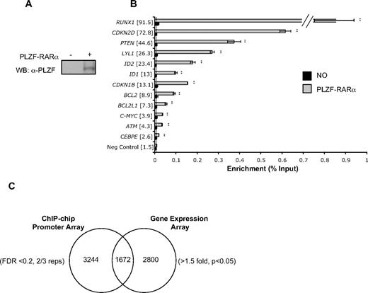 Figure 1. Identification of PLZF-RARα direct target genes by ChIP-chip and gene expression arrays. (A) U937T:PLZF-RARα cells were withdrawn from tetracycline for 48 hours and PLZF-RARα expression was assessed by Western blot of whole-cell lysate using PLZF monoclonal antibody (2A9). (B) Loci-specific qPCR using unamplified ChIP samples confirmed PLZF-RARα binding to 100% of putative target promoters compared with uninduced controls (fold enrichment in brackets), a negative control exon region (—). Data are expressed as mean ± SEM of 3 independent experiments (**P < .01). (C) Comparison of PLZF-RARα ChIP dataset (FDR < 0.2, 2/3 replicates; 4916 genes) with gene expression dataset (> 1.5-fold, P < .05; 4472 genes) identified 1672 genes bound and transcriptionally regulated by PLZF-RARα.
