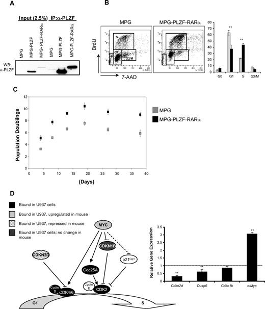 Figure 5. PLZF-RARα increases the proliferative capacity of hematopoietic progenitors. (A) PLATE 293T retroviral producer cells were transfected with MPG, MPG-PLZF, and MPG-PLZF-RARα retroviral vectors, and whole-cell lysates were Western blotted with PLZF (2A9) antibody. (B) Murine lin− hematopoietic progenitors were infected with MPG or MPG-PLZF-RARα retrovirus and plated in methylcellulose under myeloid-promoting conditions. Cell-cycle profiles of day-8 colonies were assessed after a 3-hour BrdU pulse. Cells were stained with anti–BrdU-APC antibody and 7-amino-actinomycin D and analyzed by flow cytometry. (C) Human lineage-depleted (Lin−) CD34+ progenitors from cord blood were infected with MPG or MPG-PLZF-RARα retrovirus and maintained in liquid culture. Cell counts were performed over a period of 40 days. (D) PLZF-RARα directly binds to the promoters of several key regulators of G1/S transition. RNA was extracted from MPG or MPG-PLZF-RARα–expressing murine colonies at day 8 and the expression of PLZF-RARα proliferation target genes (c-Myc, Dusp6, Cdkn2d, and Cdkn1b) was analyzed by qRT-PCR. Data are expressed as mean ± SEM of 3 independent experiments (**P < .05).