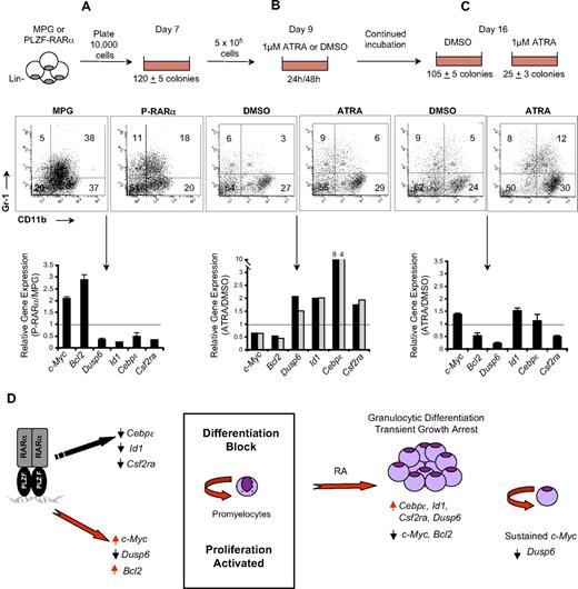 Figure 6. Sustained c-Myc expression is associated with survival of retinoic acid–treated PLZF-RARα–transformed murine progenitors. (A) Murine lin− hematopoietic progenitors were infected with MPG or MPG-PLZF-RARα retrovirus and plated in methylcellulose under myeloid-promoting conditions for 7 days. Granulocytic differentiation was assessed by flow cytometry using CD11b-Pe-Cy7 and Gr-1-APC antibodies and gene expression was assessed by qRT-PCR. (B) Day-7 colonies were disaggregated and replated in the presence of 1μM ATRA (or dimethyl sulfoxide control). After 24 or 48 hours, several colonies were picked and disaggregated and differentiation was measured by flow cytometry as in panel A and changes in gene expression were measured by qRT-PCR. (C) Replated colonies treated with ATRA or control were harvested after 9 days of ATRA treatment, and differentiation was measured by flow cytometry as in panel A. Changes in gene expression were measured by qRT-PCR. Data are expressed as mean; error bars represent the maximum deviation of duplicate experiments. (D) PLZF-RARα blocks differentiation and activates proliferation by directly affecting genes involved in granulocyte differentiation and cell-cycle control. RA induces differentiation and transient growth arrest. The persistence of c-Myc expression and down-regulation of Dusp6 is associated with the continued survival of RA-treated PLZF-RARα–expressing cells.