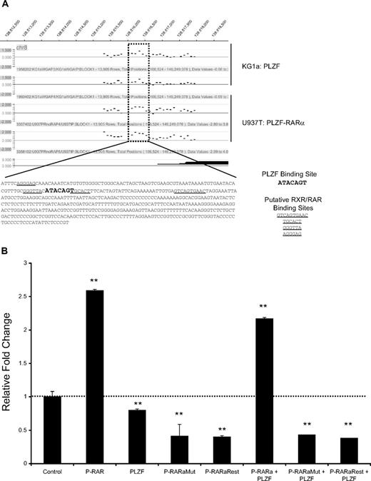 Figure 7. PLZF-RARα functionally antagonizes PLZF-mediated repression at the c-MYC promoter. (A). PLZF and PLZF-RARα bind to an overlapping region of the c-MYC promoter, highlighted by the dotted box. This region lies upstream of the P0 promoter, approximately 1.5-kB upstream of the major transcriptional start site initiated from promoter P1. PLZF endogenous ChIP-chip was performed in the KG1a cell line and compared with PLZF-RARα ChIP-chip target genes identified in the U937:PLZF-RARα–inducible cell line. The major c-MYC transcripts initiated from this promoter region are indicated by solid black lines. Sequence analysis of the enriched peak using PATCH Public 1.0 identified putative RXR and RAR binding sites (underline) that may bind PLZF-RARα, overlapping with a previously characterized PLZF binding site (bold, enlarged font). (B) The pXP2-MYC2.5-kB luciferase reporter vector contains a 2.5-kB region of the c-MYC promoter harboring the PLZF-RARα–enriched peak. The c-Myc reporter (200 ng) was cotransfected with the indicated PLZF, PLZF-RARα, or PLZF-RARα mutant plasmids (800 ng) in 293 cells and lysates were harvested at 48 hours for luciferase activity. Data are expressed as mean ± SEM of 3 independent experiments (**P < .05).