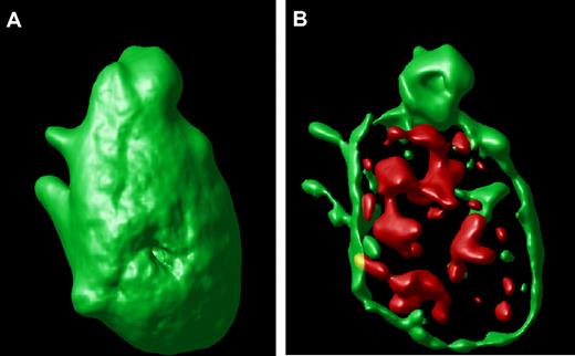 Figure 2. Surface-rendered platelet projection. (A) A representative hTgWT platelet is shown after image analysis reveals the surface-rendered fluorescence from anti-CD41 antibodies. The stack confocal image of this platelet is visible in Figure 1A within the circle. (B) If the CD41-dependent fluorescence intensity is decreased, the internal VWF+ α-granules are readily visible filling the platelet interior.