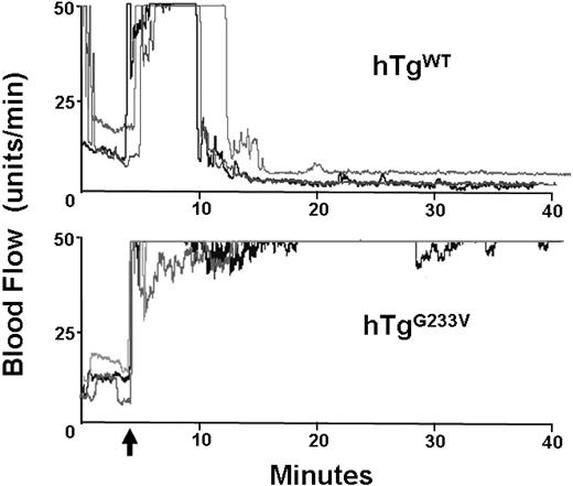 Figure 5. In vivo thrombosis. Thrombosis in a carotid artery occlusion model is presented. After damage via FeCl3 to an exposed carotid artery, blood flow in an anesthetized animal was followed for approximately 40 minutes. hTgWT animals display a rapid and stable reduction in blood flow initiated approximately 5 minutes after chemical damage (top graph). Three representative tracings are shown but are indicative of results obtained from 10 different animals. In contrast, hTgG233V mice were unable to occlude the carotid artery as evidenced by only small changes in the blood flow during the 40-minute experiment (bottom graph). Again, only 3 representative tracings are shown, but similar results were obtained with all hTgG233V animals tested (n = 10). The patent carotid artery of hTgG233V animals is in stark contrast to the occlusive thrombi that form with hTgWT animals.