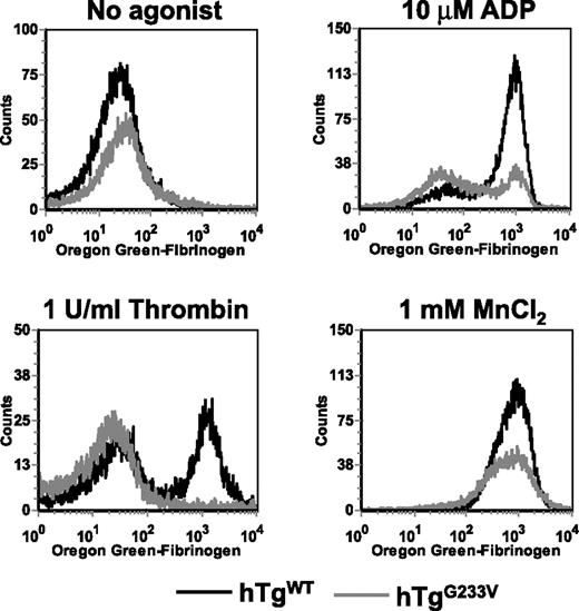 Figure 6. In vitro fibrinogen binding. Whole blood was drawn into citrate from a retro-orbital sinus of anesthetized animals. Whole blood was stimulated with 10μM ADP, 1 U/mL thrombin, or 1mM MnCl2 and then incubated with Oregon green-fibrinogen for 20 minutes at room temperature. FL1 was read using a FACScan (BD Biosciences). Results are shown for blood from hTgWT animals (black line) and hTgG233V animals (gray line) without agonist or in the presence of ADP, thrombin, or MnCl2. hTgG233V platelets are severely impaired in their ability to respond to either ADP or thrombin.