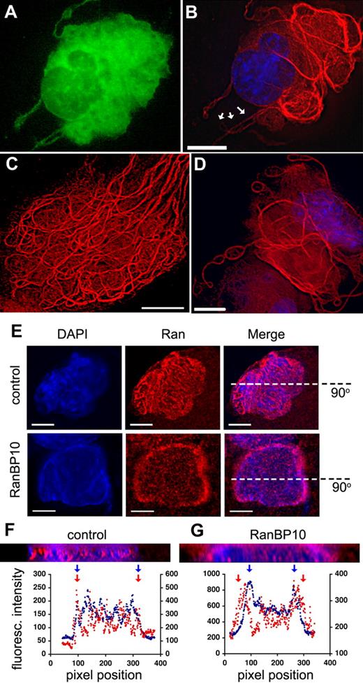 Figure 1. RanBP10 overexpression in MKs increases MT numbers and thickness and displaces Ran. (A-D) MKs that overexpress RanBP10 show many partially coiled internal MT fibers that are substantially thicker and longer than those in control MKs. MKs infected with GFP-RanBP10 retrovirus were recognized by virtue of green fluorescence (A) and their MT structure examined by β-tubulin IF (B-D; single z-sections are displayed after deconvolution). Panels A and B show the same cell, and nuclei are seen by DAPI staining (B,D). Arrows in panel B point to a bona fide proplatelet, whereas the rest of the cell is filled with thicker MT bundles. (E) Indirect Ran IF (red), coupled with DAPI nuclear stain (blue), contrasts the nuclear confinement of Ran in control EGFP virus-infected MKs (top) with extra-nuclear Ran accumulation in cells that overexpress RanBP10 (bottom). (F,G) The merged fluorescence images were rotated 90° along the axis shown in panel E to visualize x/z planes after 3-dimensional reconstruction. Ran and nuclear material overlap in distribution in control cells (F), whereas in RanBP10-overexpressing MKs, a substantial fraction of Ran is present outside the nucleus. Cross-sectional intensity profiles are displayed immediately below, with pixel position on the abscissa and fluorescence intensity on the ordinate (scale for DAPI signal on the left and for Texas Red on the right); blue and red arrows mark boundaries of the respective fluorescent signals. Scale bars: B-D, 15 μm; E, 10 μm.