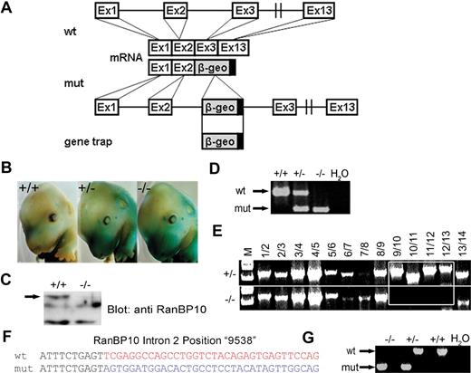 Figure 2. Generation of RanBP10-deficient mice by a gene trap approach. RanBP10 transgenic mice were generated by a gene trap approach. (A) The gene trap inserted into the 20-kb intron 2 of RanBP10 (wt, disrupted endogenous RanBP10 expression and uses a splice acceptor to encode for a fusion transcript with β-galactosidase activity (mut). (B) Expression of the fusion protein was determined by X-gal staining of fetuses on gestation day 13.5 to 15.5. Wild-type fetuses (+/+) show essentially no staining compared with heterozygous or homozygous fetuses (+/−, −/−). (C) Protein lysates of RanBP10−/− platelets showed no detectable RanBP10 protein compared with wild-type (+/+) controls by immunoblot analysis. (D) RNA from fetal liver-derived MKs was reverse transcribed before PCR by the use of allele-specific primers for wild-type (wt) and mutant (mut) transcripts in a multiplex reaction. Wild-type (+/+), heterozygous (+/−), and homozygous (−/−) mice could be genotyped unambiguously. (E) The gene trap insertion site on intron 2 was mapped in overlapping 1-kb steps. The comparison of RanBP10+/− (+/−) and RanBP10−/− (−/−) displays loss of a 4-kb fragment between kb 9 and 13. (F) Amplified PCR products were cloned into pCRII-TOPO vector and sequenced. Identical nucleotides are depicted in black. The sequence of the wild-type allele (blue) differs from the gene-trap derived allele (red). (G) On the basis of the sequence of the cloned breakpoint, genomic PCR was performed by the use of allele-specific primers. This enabled identification of RanBP10 wild-type (+/+), heterozygous (+/−), and knockout (−/−) mice by genomic DNA.