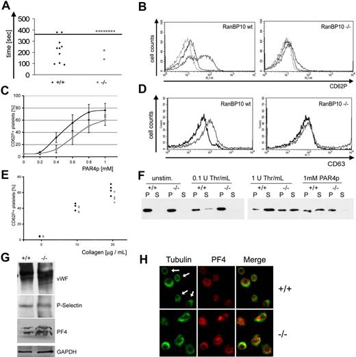 Figure 5. Defective hemostasis and platelet activation in RanBP10-deficient mice. (A) RanBP10 mice have a prolonged bleeding time. Tails were cut at the tip and blood flow was followed by submerging in 37°C saline until flow discontinued for at least 30 seconds. Bleeding stopped within 5 minutes in only 2 of 10 mutant mice but in 8 of 10 wild-type mice. (B) Mutant platelets fail to show full CD62P expression after agonist stimulation. Whole blood of wild-type and mutant mice was stimulated with 1mM PAR4 peptide before adding an fluorescein isothiocyanate-conjugated anti-CD62P specific antibody. Platelets were analyzed by flow cytometry showing a markedly reduced expression of CD62P. (C) Dose-response curve of PAR4p-stimulated platelets from 4 RanBP10-null (gray curve) and 5 wild-type mice (black curve), showing reduced reactivity with suboptimal concentrations. Error bars indicate 1 SD. (D) Platelets lacking RanBP10 fail to secrete the dense-granule marker CD63 after incubation with 1mM PAR4p (gray curve, right panel), compared with wild-type controls (gray curve, left panel). One representative of 3 experiments is shown. Black curves represent unstimulated controls. (E) Flow cytometric analysis from 4 wild-type (♦) or 4 RanBP10-null mice (gray circles) stimulated with 10 or 20 μg/mL collagen reveals slightly reduced CD62P expression in mutant animals. (F) Mutant mice show a reduced release of platelet granules after agonist stimulation. Washed platelets from wild-type (+/+) and knockout (−/−) mice were incubated with 1 or 0.1 U thrombin or 1mM PAR4 peptide as indicated, for 5 minutes before centrifugation. Platelet supernatant (S) was removed before adding 4× sample buffer. Pellets (P) were solubilized with 1× sample buffer overnight, and equal volumes of both fractions were subjected to SDS-PAGE. PF4 distribution was analyzed by immunoblotting. Mutant platelets failed to degranulate after low thrombin or PAR4p stimulation but showed partial response to high thrombin. (G) Normal expression of α-granule proteins in RanBP10-deficient platelets (−/−) compared with wild-type controls (+/+). Total platelet lysates were immunoblotted with antibodies against von Willebrand factor (VWF), P-selectin, and PF4. Glyceraldehyde-3-phosphate dehydrogenase (GAPDH) was used as a loading control. (H) Immunofluorescence staining against tubulin (green) showed contraction of the MT coil in most PAR4p-stimulated wild-type platelets (top left, white arrows) while staining for granule marker protein PF4 (red) was weak. In activated RanBP10−/− platelets tubulin staining revealed larger MT coils (bottom left). PF4 staining was stronger implying that granule release was incomplete, which is also shown in the merged panels. Scale bar indicates 2 μm.