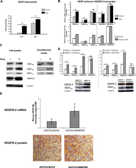 Figure 1. EMMPRIN up-regulates VEGF121, VEGF165, and VEGFR-2, but not VEGF189 and VEGFR-1 expression in endothelial cells. HMEC-1 cells were incubated with 20 μg/mL Emp in serum-free medium. (A) After 24 and 48 hours, CM were collected and soluble VEGF production was measured by ELISA. Results were normalized to the cell number and expressed as pg/106 cells. Columns indicate means of 3 independent experiments; and bars, SD. *P < .05. (B) Total RNA was extracted from HMEC-1 cells treated with Emp or with 10 ng/mL bFGF for 4 hours. mRNA levels for VEGF121, VEGF165, VEGF189, VEGFR-2, and VEGFR-1 were quantified using qRT-PCR. Columns indicate means of relative expression to TBP housekeeping gene of at least 3 independent experiments; and bars, SD. *P < .05. (C) Cell lysates were immunoblotted for VEGF isoforms and VEGFR-2 (β-actin was used as loading control). Concentrated CM were immunoblotted with anti-VEGF antibody. Band densities were expressed relative to total protein concentration of the corresponding cell lysates. Representative blots of 3 independent experiments. (D) HMEC-1 and HUVECs cocultured with EMMPRIN- or mock-transfected CHO cells. Total RNA was extracted from cocultured cells. mRNA levels for VEGF121, VEGF165, VEGFR-2, and VEGFR-1 were quantified using qRT-PCR. Columns indicate means of relative expression to TBP housekeeping gene of at least 3 independent experiments; and bars, SD. *P < .05. Cocultured cell lysates were immunoblotted for VEGF isoforms and VEGFR-2 (β-actin was used as loading control). Representative blots of 3 independent experiments. (E) EMMPRIN regulates mouse VEGFR-2 in xenograph tumors in vivo. Tumors grown in nude mice obtained from EMMPRIN- or mock-transfected mammary tumor sections (NS2T2A) were analyzed for mouse VEGFR-2 expression by both qRT-PCR and immunohistochemistry. Mouse VEGFR-2 transcripts were quantified using qRT-PCR. Columns indicate means of relative expression to mouse TBP housekeeping gene of at least 3 independent experiments. Bars indicate SD. *P < .05. Mouse flk-1/VEGFR-2 protein was analyzed by immunohistochemistry.