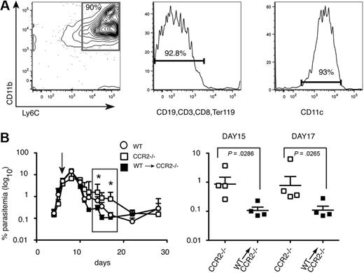 Figure 3. Intravenous transfer of CD11bhighLy6C+ spleen cells from P chabaudi–infected WT mice into CCR2-deficient mice reduces blood-stage parasitemia. (A) Characterization of cells used for adoptive transfer. Dual parameter contour plots and histogram showing purity and FACS profile of enriched CD11bhighLy6C+ spleen cells by magnetic-activated cell sorting (MACS) from WT C57BL/6 mice infected for 7 days with 105 P chabaudi and used in the transfer experiments. (Left) Contour plot showing CD11b and Ly6C expression. The number indicates the percentage of cells within the gated population. (Middle) Histogram showing expression of lineage markers. Number indicates the percentage of lineage-negative cells. (Right) Histogram of CD11c staining of the cells used for transfer. The number indicates the percentage of cells expressing low levels of CD11c. (B left) Course of a P chabaudi infection in CCR2−/− mice (□) and CCR2−/− given 15 × 106 enriched CD11bhighLy6C+ cells on day 7 of their infection (■). As a comparison, the infection in C57Bl/6 mice is also shown (○). The values shown are the geometric means and SEMs of 4 mice. (Right) enlargement showing significant differences in parasitemias at days 15 and 17 of infection between CCR2−/− mice (□) and CCR2−/− given CCR2+/+CD11bhighLy6C+ cells (■). Each symbol represents an individual mouse, and horizontal lines are the geometric means of 4 mice. P values were derived from the Mann-Whitney test; significant differences: *P = .001-.01, **P = .01-.05. The experiment was repeated twice.