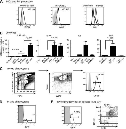 Figure 4. Functional capacities of CD11bhighLy6C+ cells from the spleens of mice infected with P chabaudi. (A) FACS analysis of CD11bhighLy6C+ spleen cells from C57Bl/6 mice. Expression of iNOS and ROI in CD11bhighLy6C+ monocytes from the spleens of uninfected and day 8–infected C57Bl/6 mice. Cells were stained with antibodies against CD11c, Ly6C, CD11b, CD19, CD3, Ter119 and gated as described in Figure 1A. Live cells were gated on forward and side scatter and CD19, CD3, Ter119-positive cells were excluded. The fluorescence profiles of gated CD11bhighLy6C+ cells from uninfected (left) and day 8–infected mice (middle) labeled with Ab to iNOS (black line) and the isotype control Ab (shaded histogram) are indicated. (Right) Fluorescence is shown from DHR 123 taken up by gated CD11bhighLy6C+ cells from uninfected (stippled lines) and infected (solid lines) mice as indicator of ROI activity. (B) Expression of cytokine mRNA in CD11bhighLy6C+ spleen cells from uninfected and day 8–infected C57Bl/6 mice. CD11bhighLy6C+ monocytes and CD11chigh DCs were sorted to greater than 95% purity, and quantitative polymerase chain reaction was performed as described in “Quantitative reverse transcription–polymerase chain reaction.” (Primer sequences are shown in supplemental Table 1). The data are shown as fold increase relative to ubiquitin. These values shown are the means and SEMs of 3 independent experiments, each using total RNA from a pool of 3 mice. P values were derived from the Student t test. (C) Ability of CD11bhighLy6C+ splenic cells to phagocytose CFSE-labeled P chabaudi–iRBCs in vitro. Dual parameter contour plots and histogram of C57Bl/6 spleen cells isolated at day 8 of a P chabaudi infection. Cells were enriched with the use of CD11b MACS beads as described and stained with antibodies against CD11c, Ly6C, CD11b, CD19, CD3, CD8, and Ter119 after incubation with 100:1 iRBCs as described. (Left) Cells were gated for live cells on forward and side scatter, and CD19, CD3, Ter119, CD8 lineage-positive and 7AAD+ cells were excluded. (Middle) Contour plot of CD11b and Ly6C profiles of lineage-negative cells. (Right) Histogram of CFSE on gated CD11bhighLy6C+ cells incubated with CFSE-labeled iRBCs (solid lines) and without iRBCs (shaded histogram). iRBCs were prepared as described in “Methods.” (D) Ability of CD11bhighLy6C+ spleen cells to phagocytose GFP-expressing P chabaudi parasites in vivo during an infection. Histogram shows GFP expression in CD11bhighLy6C+ cells from splenocytes of C57Bl/6 mice 8 days after infection with 105 GFP–P chabaudi (solid lines) or WT P chabaudi (shaded histogram). Cells were stained with antibodies against CD11c, Ly6C, CD11b, CD19, CD3, Ter119 and gated as described in Figure 1A. Live cells were gated on forward and side scatter. and CD19, CD3, Ter119-positive cells were excluded. Each experiment was performed with at least 3 mice per group and repeated 3 times. Numbers show the percentage of GFP+ cells within the regions. (E) The proportion of CD11b+Ly6C+ splenocytes that contain GFP 15 minutes after intravenous injection of 109 GFP P chabaudi parasites into day 13–infected mice. Splenocytes were stained with antibodies against CD11c, Ly6C, CD11b, CD19, CD3, Ter119, and 7AAD as described in Figure 1. (Left) GFP expression on FSC and SSC gated cells from GFP–P chabaudi–injected (solid lines) and uninjected (shaded histograms) mice. (Right) CD11b and Ly6C expression on GFP+ cells. Similar gating strategies were used as described above. Number shows the percentage of cells within the region. Experiment was performed with 3 mice per group.