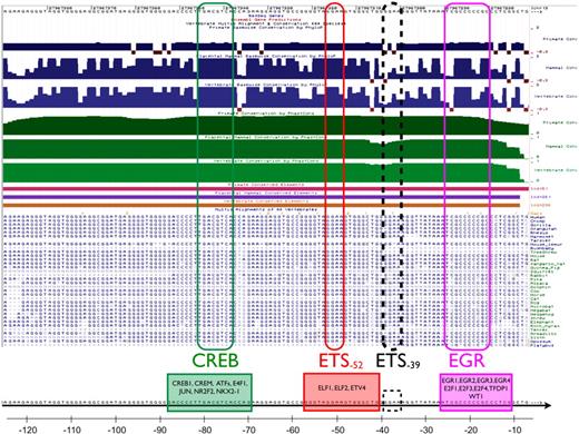 Figure 1. Sequence conservation of the immediate upstream VEGFR1 promoter. Top part shows evolutionary conservation of the promoter region between −7 and −125 (chr13:27967,272-27967,390) using the UCSC Gene Browser. Blue/green tracks on the top part of the figure illustrate conservation of the sequence in primates (top tracks), placental mammals (middle tracks), and vertebrae (bottom, light blue/light green tracks) using the PhyloP and PhastCons packages (Cornell University), respectively. Conserved elements identified by PhastCons are shown as magenta (primates), purple (placental mammals), and brown (vertebrae) bars. Sequence alignments show conservation of the CRE motif at −81, the −52 and −39 ETS motifs, and the EGR binding site at −25. Although highly conserved, the −39 ETS site was not identified as a binding site by MultiTF.