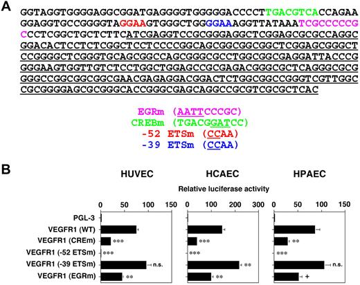 Figure 2. ETS, CRE, and EGR binding sites contribute to basal expression of the VEGFR1 promoter in primary human endothelial cells. (A) Wild-type (WT) and mutant cis-regulatory sequences used in transfections and Hprt-targeted mice. The wild-type DNA sequence is shown on top (50-bp per line) with each of the ETS, CRE, and EGR binding sites individually colored, and the 5′ untranslated region underlined. The mutated sequences are shown underneath, underlined in parentheses. (B) WT or mutant VEGFR1 promoters were coupled to luciferase in PGL3 and the resulting plasmids were transiently transfected into HUVECs, HCAECs, or HPAECs. The results show the means and SDs of luciferase light units (relative to untreated cells) obtained in triplicate from at least 3 independent experiments. + indicates 0.1; **P < .01; ***P < .001.