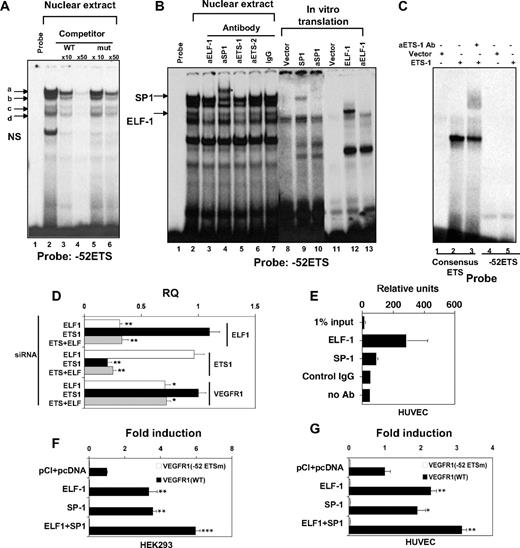Figure 3. ELF-1 and SP1 bind to the −52 ETS motif in the human VEGFR1 promoter and induce promoter activity. (A) EMSA was performed with 32P-labeled −52 ETS probe in the absence (lane 1) or presence of nuclear extract from HUVECs (lanes 2-7) In competition assays, a 10-fold or 50-fold molar excess of unlabeled wild-type (lanes 3-4) or mutant (lanes 5-6) −52 ETS probe was added to the reaction mixture. indicates specific DNA-protein complexes. (Based on EMSA in panel B, complexes a and c represent SP1 and ELF-1, respectively; the identity of complexes b and d is unknown). NS indicates nonspecific complex. (B) EMSA was performed with 32P-labeled −52 ETS probe in the absence (lanes 1, 8, 11) or presence of nuclear extract from HUVECs (lanes 2-7), recombinant SPI (lanes 9-10), or recombinant ELF-1 (lanes 12-13). In supershift assays, nuclear extracts or recombinant protein was incubated in the presence of antibodies (indicated by prefix “a”) to ELF-1 (lane 3, 13), SP1 (lane 4, 10), ETS-1 (lane 5), ETS-2 (lane 6), or control antibody (lane 7). indicates SP1 and ELF-1 DNA-protein complexes. (C) EMSA was performed with 32P-labeled consensus ETS-1 binding probe (lanes 1-3) or −52 ETS (lanes 4-5) in the absence (lanes 1, 4) or presence of in vitro translated ETS-1 ± antibodies to ETS-1 (lane 3). (D) HUVECs were transfected with control siRNA or siRNA against ELF-1 and/or ETS-1. Real-time PCR was used to assay for mRNA expression of ELF-1, ETS-1, or VEGFR1. The results show the means and SDs of mRNA expression (relative to control siRNA-transfected cells) obtained in triplicate from 3 independent experiments. RQ indicates relative quantitation. *P < .05; **P < .01; ***P < .001, relative to control siRNA. (E) ChIP assay was performed using HUVECs. DNA was sheared and resulting DNA-protein complexes were immunoprecipitated in the absence or presence of antibodies to ELF-1, SP1, or control IgG. Real-time PCR analysis was performed using the precipitated DNA fragments and primers for VEGFR1 proximal region, which included the −52 ETS site. (F) Cotransfection assay was carried out in HEK293 cells using 0.3 μg of pcDNA3-SP1 expression vector or empty vector (PCI-pcDNA), and either wild-type VEGFR1-luc (WT) or a similar construct containing a mutation of the −52 ETS site. Data represent mean ± SE of 6 replicates. Luciferase light units are expressed as fold induction over the empty expression vector. (G) Cotransfection assay was carried out in HUVECs using 0.3 μg of pcDNA3-SP1 expression vector or empty vector (PCI-pcDNA), and either wild-type VEGFR1-luc (WT) or a similar construct containing a mutation of the −52 ETS site. Data represent mean ± SE of 6 replicates. Luciferase light units are expressed as fold induction over the empty expression vector. (F-G) *P < .05; **P < .01; ***P < .001, relative to pCI + pcDNA.