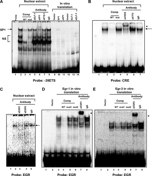 Figure 4. DNA-protein binding at the −39 ETS, CRE, and EGR binding motifs in the human VEGFR1 promoter. (A) EMSA was performed with 32P-labeled −39 ETS probe in the absence (lanes 1, 9, 12) or presence of nuclear extract from HUVECs (lanes 2-8), recombinant SPI (lanes 10-11), or recombinant ELF-1 (lanes 13-14). In competition assays, a 50-fold molar excess of unlabeled wild-type (lane 3) or mutant (lane 4) −39 ETS probe was added to the reaction mixture. In supershift assays, nuclear extracts or recombinant protein was incubated in the presence of antibodies (indicated by prefix “a”) to ELF-1 (lanes 5, 14), SP1 (lanes 6, 11), ETS-1 (lane 7), or control antibody (lane 8). The arrow indicates specific SP1-DNA complex. NS indicates nonspecific complex. (B) EMSA was performed with 32P-labeled consensus CRE probe in the absence (lane 1) or presence of nuclear extract from HUVECs (lanes 2-7). In competition assays, a 50-fold molar excess of unlabeled wild-type (lane 3) or mutant (lane 4) CRE probe was added to the reaction mixture. In supershift assays, nuclear extracts were incubated in the presence of antibodies to CREB (lane 5), ATF2 (lane 6), or control antibody (lane 7). indicates specific CREB-DNA complex; *, supershifted complex. (C) EMSA was performed with 32P-labeled EGR binding site probe in the absence (lane 1) or presence of nuclear extract from HUVECs (lanes 2-5). In supershift assays, nuclear extracts were incubated in the presence of antibodies to EGR-1 (lane 3), EGR-3 (lane 4), or control antibody (lane 5). indicates DNA-protein complex. (D) EMSA was performed with 32P-labeled EGR binding site probe in the absence (lanes 1-2) or presence of recombinant EGR-1 (lanes 3-8). In competition assays, a 50-fold molar excess of unlabeled wild-type (lane 4) or mutant (lanes 5-6) EGR probe was added to the reaction mixture. In supershift assays, recombinant protein was incubated in the presence of antibodies to EGR-1 (lane 7) or control antibody (lane 8). * indicates supershifted complex. (E) EMSA was performed with 32P-labeled EGR binding site probe in the absence (lanes 1-2) or presence of recombinant EGR-3 (lanes 3-8). In competition assays, a 50-fold molar excess of unlabeled wild-type (lane 4) or mutant (lanes 5-6) EGR probe was added to the reaction mixture. In supershift assays, recombinant protein was incubated in the presence of antibodies to EGR-3 (lane 7) or control antibody (lane 8). * indicates supershifted complex.