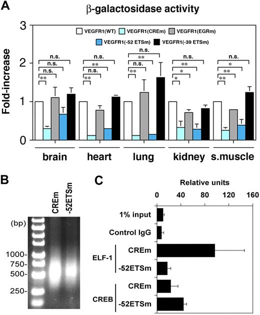 Figure 7. β-Galactosidase activity and CREB/ELF-1 binding assays. (A) β-Galactosidase activity of protein extracts from various organs of the Hprt-targeted mice. Data represent mean ± SE of 4 replicates. *P < .05; **P < .01; **P < .001. n.s., not significant. (B-C) ChIP assay was performed using mouse heart endothelial cells from Hprt-targeted mice carrying a mutation of the CRE site (CREm) or −52 ETS site (−52ETSm). The sheared DNA samples were analyzed by 1.7% agarose gel. Resulting DNA-protein complexes were immunoprecipitated in the absence or presence antibodies to ELF-1 or CREB. Real-time PCR analysis was performed using the precipitated DNA fragments and primers for the human proximal promoter and LacZ cDNA (C).
