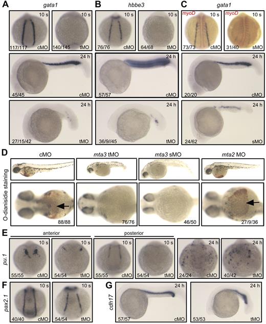 Figure 1. Effect of mta3 knockdown on hematopoietic marker expression. (A-C) The expression of the erythroblast marker gata1 (A,C, in blue), the erythrocyte marker hbbe3 (B), and the paraxial mesoderm marker myod (C, in red) in cMO-, tMO-, or sMO-injected embryos at the 10-somite (10 s, dorsal view) stage and 24 hpf (24 hours, lateral view). The numbers indicated in the lower lefthand corner of each picture are the number (left) of affected embryos with phenotype similar to what is shown in the picture and the total number (right) of observed embryos. For gata1 expression in tMO-injected embryos at 24 hpf, the numbers from left to right were the number of embryos without expression and of embryos with reduced expression and the total number of observed embryos. The same number labeling was used thereafter. (D) Detection of hemoglobin in red blood cells staining with O-dianisidine at 48 hpf. Embryos in the top panel are shown in lateral view at lower magnification. Their anterior regions are shown in ventral view at higher magnification in the bottom panel, with indicating the red blood cells. (E-G) The expression of the myeloid marker pu.1 (E) and the pronephric duct markers pax2.1 (F) and cdh17 (G) in cMO- or tMO-injected embryos. Note that knockdown of mta3 resulted in reduction of pu.1 expression in anterior lateral mesoderm but in its loss in posterior lateral mesoderm at the 10-somite stage (dorsal views), and that mta3 knockdown had little effect on pu.1 expression at 24 hpf (dorsoanterior views). The expression of pax2.1 and cdh17 appeared normal in mta3 morphants.