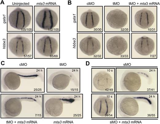Figure 2. Effect of mta3 overexpression on primitive erythropoiesis. (A) The expression of gata1 and hbbe3 at the 10-somite stage was increased when 350 pg of mta3 mRNA was injected. Embryos were in posterodorsal view with anterior to the top. (B-C) Overexpression of mta3 mRNA partially rescued gata1 and hbbe3 expression in mta3 tMO-injected embryos at the 10-somite stage (B) or gata1 expression at 24 hpf (C). (D) The expression of gata1 was reduced in 10 ng of mta3 sMO-injected embryos at the 10-somite stage and at 24 hpf, and this effect was efficiently rescued by coinjection of 350 pg of mta3 mRNA.