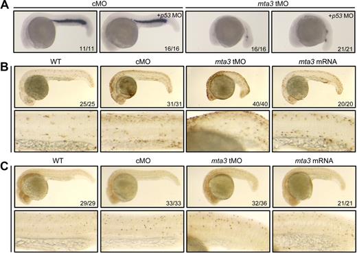 Figure 3. mta3 knockdown has no effect on hematopoietic cell apoptosis and proliferation. (A) gata1 expression was similarly affected by injection with 5 ng of tMO alone or in combination with 5 ng of p53 MO. It suggests that tMO-induced hematopoietic defects are not associated with off-target effect by MO-activated p53 signaling pathway. (B) Cell apoptosis was detected by TUNEL assay in 24 hpf embryos. The bottom panel showed an enlarged trunk region in which intermediate cell mass (ICM) resided. Injection with mta3 tMO or mRNA had no obvious effect on cell apoptosis within the ICM. (C) Cell proliferation was detected by whole-mount in situ immunohistochemistry using phospho-H3 antibody in 24 hpf embryos. The bottom panel showed ICM regions at higher magnification. Injection with mta3 tMO or mRNA had no obvious effect on cell proliferation within the ICM. All embryos were lateral views with anterior to the left.