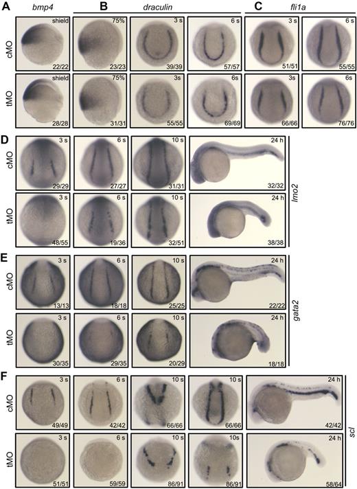 Figure 4. Effect of mta3 knockdown on the expression of early mesoderm markers and hematopoietic precursor markers. (A-F) Embryos at the 1-cell stage were injected with 5 ng of cMO or tMO and examined for the expression of the indicated markers at indicated stages. Embryos at the shield stage or 75% epiboly stage are shown in lateral view; those at the 3-somite, 6-somite, or 10-somite stage were in posterodorsal view; and those at 24 hpf were in lateral view. Note that the expression of gata2 (E) and scl (F) was eliminated or dramatically decreased at all tested stages.