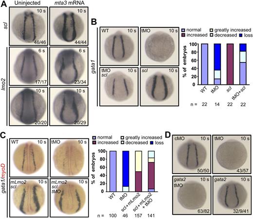 Figure 5. mta3 acts upstream of scl and lmo2 during primitive hematopoiesis. (A) Injection of 350 pg of mta3 mRNA enhanced expression of the hematopoietic precursor markers scl and lmo2 in posterior lateral mesoderm. All embryos are shown in posterodorsal view. (B) Injection of 375 pg of scl mRNA enhanced gata1 expression in wild-type embryos and rescued gata1 expression in mta3 morphants at the 10-somite stage. Corresponding statistical data are shown on the right. (C) Coinjection of 375 pg of scl and 50 pg of mLmo2 mRNAs enhanced gata1 expression at the 10-somite stage, even if mta3 was knocked down simultaneously. The expression of the paraxial mesoderm marker myod was stained in red. Corresponding statistical data are shown on the right. (D) The majority (32/41) of embryos injected with 300 pg of gata2 mRNA showed normal expression of gata1 and the remaining portion (9/41) of the injected embryos showed slightly reduced expression of gata1. Coinjection of gata2 mRNA with mta3 tMO failed to restore gata1 expression.