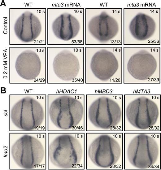 Figure 6. mta3 function is dependent on HDAC activity and other components of NuRD complex enhance primitive hematopoiesis. (A) Dependence of mta3 function on HDAC activity. Wild-type embryos or mta3 (350 pg)–injected embryos at 80 to 90 epiboly stages were incubated in Holtfreter solution (control) or in 0.2mM VPA (a deacetylase inhibitor) and fixed at the 10-somite or 14-somite stages for examining scl expression. Note that mta3 overexpression failed to restore scl expression in the presence of VPA, suggesting a requirement of HDAC activity for mta3 function. (B) scl and lmo2 expression in the posterior lateral mesoderm at the 10-somite stage was enhanced by overexpression of human HDAC1 (340 pg), MBD3 (500 pg), or MTA3 (500 pg). All embryos are shown in posterodorsal view.