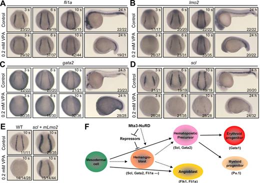 Figure 7. HDAC activity is required for initiation of primitive hematopoiesis. (A-D) Effect of VPA treatment on the expression of fli1a, lmo2, gata2, and scl. Wild-type embryos at 80% to 90% epiboly stages were incubated in 0.2mM VPA and fixed at indicated stages for examination of markers expression by whole-mount in situ hybridization. Embryos at segmentation stages are shown in posterodorsal view, whereas those at 24 hpf are shown in lateral view. (E) gata1 expression in wild-type embryos or embryos coinjected with 375 pg of scl and 50 pg of mLmo2 mRNAs at the 10-somite stage (posterodorsal view). Fifty percent (14/14) of VPA-treated embryos lacked gata1 expression and the other half showed very weak expression of gata1. In contrast, even in the presence of VPA, co-overexpression of scl and mLmo2 resulted in 15 of 44 of embryos with enhanced gata1 expression and 14 of 44 of embryos with normal expression of gata1, suggesting that scl and lmo2 act downstream of HDAC activity. (F) A model for Mta3-NuRD functions in primitive hematopoiesis. Hematopoietic precursors and angioblasts may be independently specified from the ventrolateral mesodermal cells or may be derived from the common ancestor cell population, hemangioblasts. Mta3-NuRD complex activates the expression of the master hematopoietic transcription factors Scl and Gata2, allowing the commitment of mesodermal cells to the hematopoietic fate. Mta3-NuRD complex may activate Scl and Gata2 expression indirectly by suppressing the expression of their repressors, or directly by remodeling their promoter chromatin or deacetylating repressor proteins.