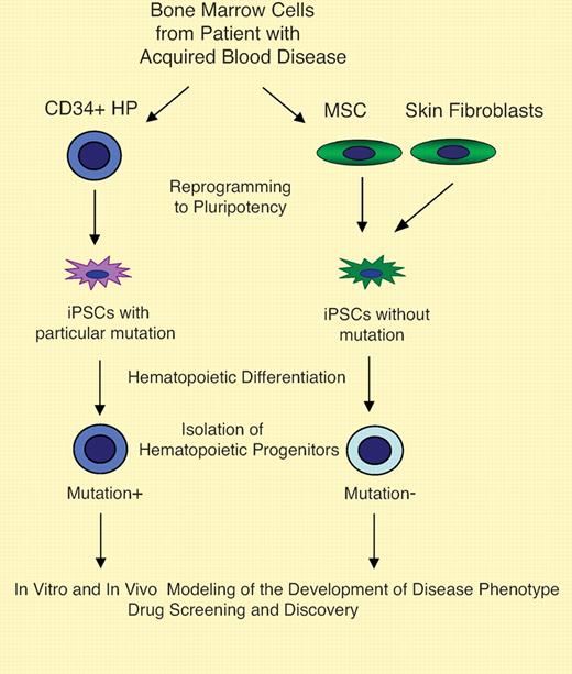 The use of iPSCs in modeling for acquired blood disease. Bone marrow samples from patients with acquired blood diseases can be used to obtain mutation-free mesenchymal stem cells (MSCs) and CD34+ cells or other types of hematopoietic progenitors (HPs) carrying disease-associated mutation. Alternatively, diseased peripheral blood CD34+ cells and fibroblasts or other types of cells lacking mutation from the same patient can be used. By reprogramming cells with or without genetic abnormality from the same patient, iPSCs with the same genetic background but different in expression of mutation can be generated. Using an in vitro differentiation system, hematopoietic precursors at different stages of maturation and terminally differentiated cells can be obtained for studies of disease pathogenesis. Transplantation of de novo generated cells with neoplasia-specific mutation into immunocompromised mice can be used to address emergence of blood cancer stem cells. Drug screening and discovery is another obvious and immediate benefit of iPSC technology for development of new therapies for blood diseases.