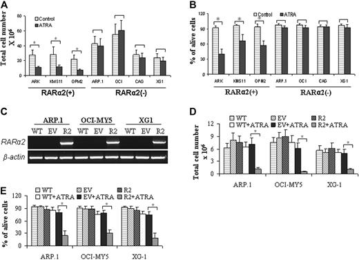 Figure 4. ATRA treatment selectively induced cell growth inhibition and death in RARα2+ MM cells. RARα2+ ARK, KMS11, and OPM2 cells, and RARα2− ARP.1, OCI-MY5, CAG, and XG1 cells were treated with ATRA (10−6 M) for 4 days in the cultures. Cell proliferation (A) and death (B) were evaluated. Untreated cells were used as controls. Results are expressed as means plus SD of 3 independent experiments. *P < .05. (C) RT-PCR examined RARα2 mRNA in RARα2-overexpressing cells (R2). Wild-type (WT) and EV-transfected cells were used as controls; RARα2-overexpressing ARP.1, OCI-MY5, and XG1 cells were treated with ATRA (10−6 M) for 4 days in the cultures. Cell proliferation (D) and cell death (E) were evaluated. WT and EV cells with or without ATRA treatment were used as controls. R2 cells without ATRA treatment were also used as control. Results are expressed as means SD of 3 independent experiments. *P < .05.