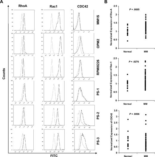 Figure 1. Gene expression of the GTPases RhoA, Rac1, and CDC42 and expression of RhoA and Rac1 in MM cell lines and patient samples. (A) Expression of RhoA and Rac1 in MM cell lines (MM1S, OPM2, and RPMI8226) and 3 MM patient samples demonstrating similar expression of both GTPases in all cell lines and patient samples. (B) Gene expression of the GTPases RhoA, Rac1, and CDC42, based on NIH Gene Expression Omnibus database under the accession number GSE6691, demonstrating significant overexpression of RhoA and Rac1, but not CDC42, GTPases in MM samples compared with normal subjects.