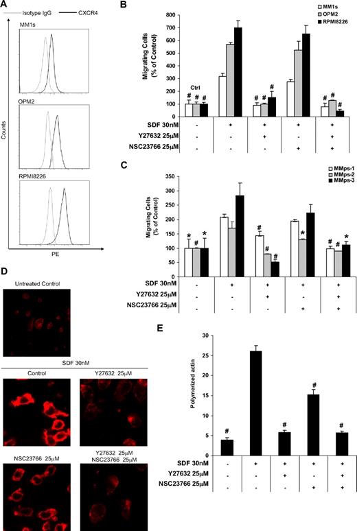 Figure 4. The effect of Rock and Rac1 inhibitors on chemotaxis and actin polymerization. (A) Expression of CXCR4 on MM cell lines (MM1S, OPM2, and RPMI8226) detected by flow cytometry showing that MM1S, OPM2, and RPMI8226 had low, intermediate, and high expression of CXCR4, respectively. (B) The effect of ROCK and Rac1 inhibitors on SDF1-induced chemotaxis of MM cell lines that was shown to correlate with the expression of CXCR4; ROCK, but not Rac1, inhibitor prevents the SDF1-induced migration of MM cells. (C) The effect of ROCK and Rac1 inhibitors on the SDF1-induced chemotaxis in MM cells from patient samples showing similar result to those obtained with the cell lines. (D) The effect of ROCK and Rac1 inhibitors on SDF1-induced actin polymerization and polarization detected by confocal microscopy and (E) flow cytometry. It was shown that both inhibitors reduced actin polymerization, but the ROCK inhibitor showed a more profound effect, and only the ROCK inhibitor prevented actin polarization. Panels A-C: Groups compared with SDF1-treated group. *P < .05; #P < .01.