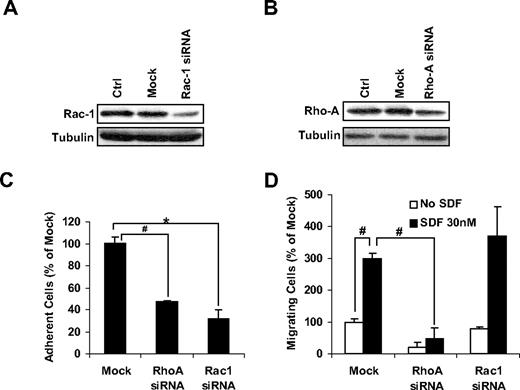 Figure 5. The effect of down-regulation of RhoA and Rac1 on MM1s adhesion and chemotaxis. The effect of transient transfection of MM1s cells with siRNA on the expression of Rac1 (A) and RhoA (B) detected by immunoblotting and adhesion to fibronectin (C) and chemotaxis induced by SDF1. *P < .05; #P < .01.