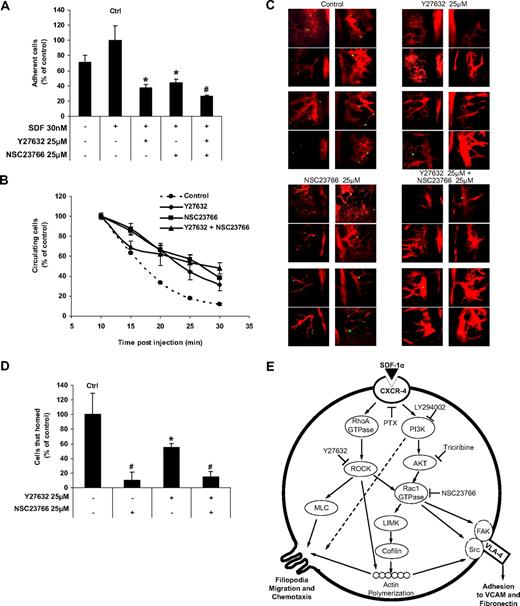 Figure 7. The effect of ROCK and Rac1 inhibitors on adhesion to endothelial cells in vitro and extravasation and homing in vivo. (A) The effect of ROCK and Rac1 inhibitors on SDF1-induced MM1S cell adhesion to plates coated with HUVEC cells in vitro showing that both inhibitors reduced the adhesion with no additive effect for the combination. (B) The effect of ROCK and Rac1 inhibitors on MM1S cell homing after tail vein injection in mice detected by detection of circulating MM1S cells with time showing that both inhibitors reduced the adhesion with no additive effect for the combination. (C) The effect of ROCK and Rac1 inhibitors on MM1S cell homing to the BM niches in mouse skull after tail vein injection demonstrating that both inhibitors prevented homing of MM1S cell to BM, whereas ROCK inhibitor had a more profound effect. (D) Quantification of the number of MM1S cell homed to BM in panel C. (E) The suggested mechanism for SDF1-induced MM cell adhesion and chemotaxis involving RhoA and Rac1. Panel A: Groups compared with the SDF1-treated group. Panel D: Groups compared with the control, *P < .05; #P < .01.